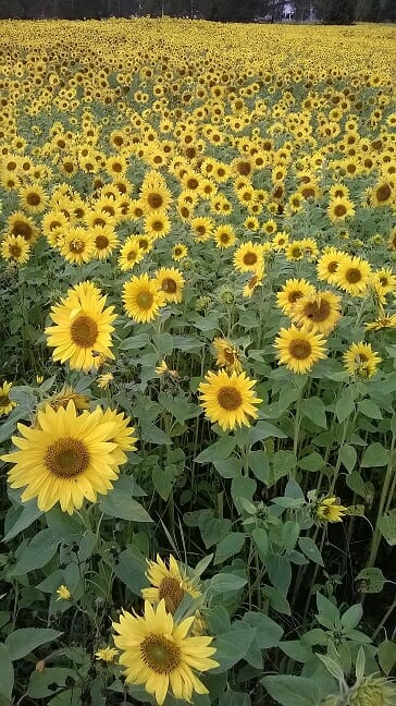 Kuva auringonkukkapellosta