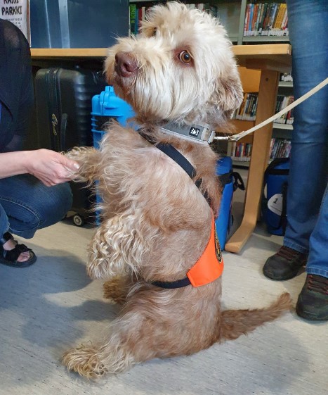 Kuva lukukoira Hessusta